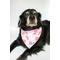 Show in main carousel: Dog Bandana Co. Watermelon & Strawberry Dog Bandana, Medium slide 3 of 5