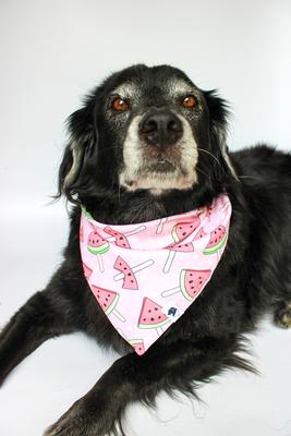 Show full view: Dog Bandana Co. Watermelon & Strawberry Dog Bandana, Medium slide 3 of 5