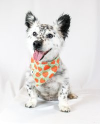 Dog Bandana Co. Watermelon & Strawberry Dog Bandana, Medium slide 2 of 4