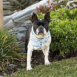Dog Bandana Co. Daisy & Bees Dog Bandana, Large slide 2 of 5