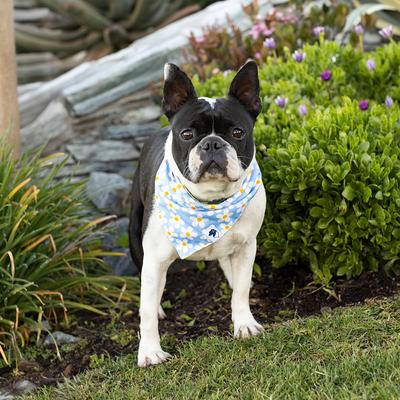 Show full view: Dog Bandana Co. Daisy & Bees Dog Bandana, Large slide 2 of 7