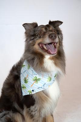 Show full view: Dog Bandana Co. Shores Dog Bandana, Small slide 3 of 6