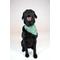 Show in main carousel: Dog Bandana Co. Football & Baseball Dog Bandana, Small slide 2 of 5