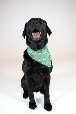 Show full view: Dog Bandana Co. Football & Baseball Dog Bandana, Small slide 2 of 5