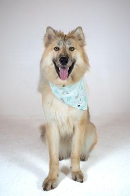 Show full view: Dog Bandana Co. Birthday Boy & Gotcha Day Dog Bandana, Small slide 2 of 6