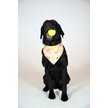 Show in main carousel: Dog Bandana Co. Ball Is Life Dog Bandana, Small slide 2 of 6