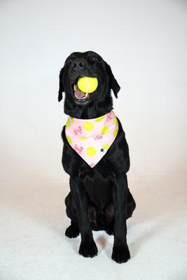 Show full view: Dog Bandana Co. Ball Is Life Dog Bandana, Small slide 2 of 6