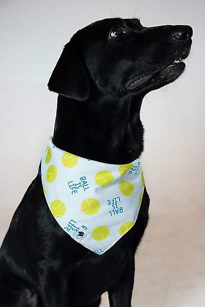 Show full view: Dog Bandana Co. Ball Is Life Dog Bandana, Small slide 3 of 6