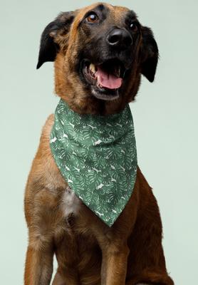 Show full view: Dog Bandana Co. House Plant Dog Bandana, Medium slide 3 of 5