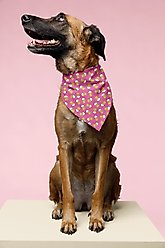 Dog Bandana Co. Beer Dog Bandana, Small slide 2 of 4