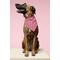 Show in main carousel: Dog Bandana Co. Beer Dog Bandana, Medium slide 2 of 6