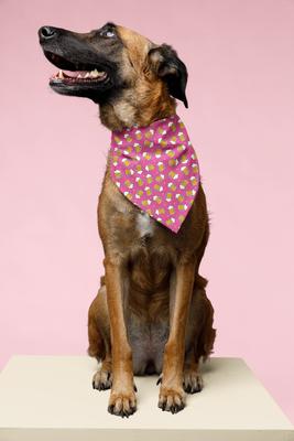 Show full view: Dog Bandana Co. Beer Dog Bandana, Medium slide 2 of 6