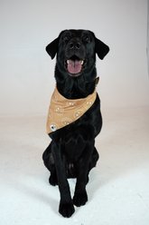 Dog Bandana Co. Smiley Face Dog Bandana, Large slide 2 of 5