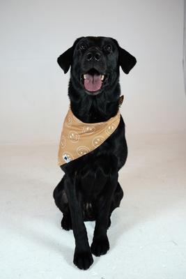 Show full view: Dog Bandana Co. Smiley Face Dog Bandana, Small slide 3 of 7