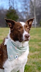 Dog Bandana Co. Daisy Dog Bandana, Small slide 2 of 4
