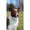 Show in main carousel: Dog Bandana Co. Daisy Dog Bandana, Large slide 2 of 6
