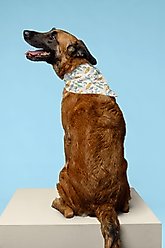 Dog Bandana Co. Summer Beach Dog Bandana, Large slide 2 of 3