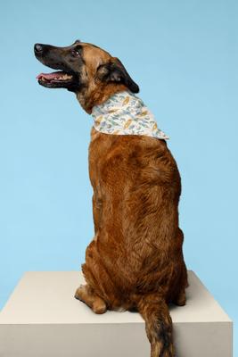 Show full view: Dog Bandana Co. Summer Beach Dog Bandana, Medium slide 2 of 4