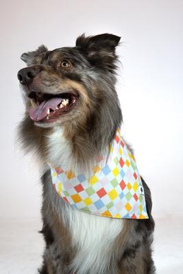 Show full view: Dog Bandana Co. Popsicle Dog Bandana, Small slide 3 of 7