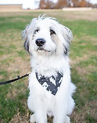 Dog Bandana Co. Blue Moon & Lighting Dog Bandana, Large slide 2 of 4