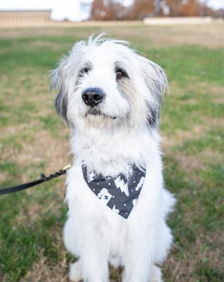 Show full view: Dog Bandana Co. Blue Moon & Lighting Dog Bandana, Small slide 3 of 8