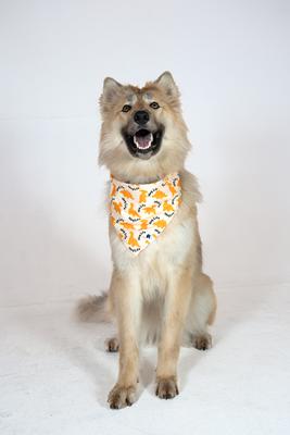 Show full view: Dog Bandana Co. Chicken Nugget Dog Bandana, Large slide 2 of 5