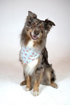 Show full view: Dog Bandana Co. USA Dog Bandana, Large slide 4 of 7