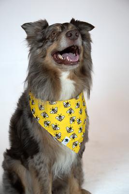Show full view: Dog Bandana Co. Daisy & Bees Dog Bandana, Large slide 4 of 7