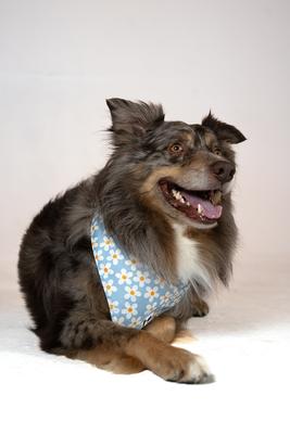 Show full view: Dog Bandana Co. Daisy & Bees Dog Bandana, Large slide 3 of 7