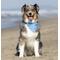 Show in main carousel: Dog Bandana Co. USA Dog Bandana, Large slide 2 of 7