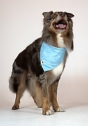 Dog Bandana Co. Shores Dog Bandana, Medium slide 2 of 5