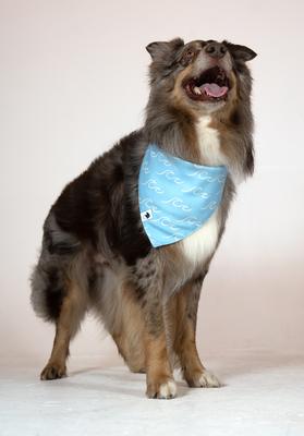 Show full view: Dog Bandana Co. Shores Dog Bandana, Medium slide 4 of 6