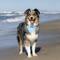 Show in main carousel: Dog Bandana Co. Shores Dog Bandana, Small slide 2 of 6