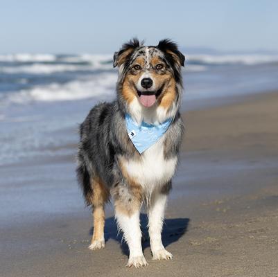 Show full view: Dog Bandana Co. Shores Dog Bandana, Small slide 2 of 6