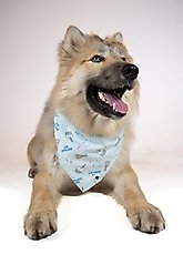 Dog Bandana Co. Birthday Boy & Gotcha Day Dog Bandana, Large slide 2 of 4