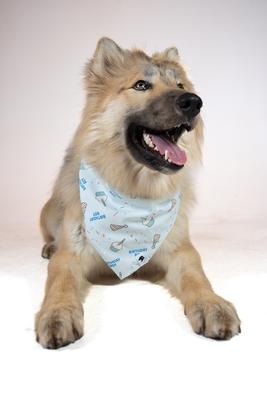 Show full view: Dog Bandana Co. Birthday Boy & Gotcha Day Dog Bandana, Large slide 3 of 6