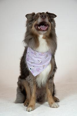 Show full view: Dog Bandana Co. Birthday Girl & Gotcha Day Dog Bandana, Small slide 2 of 5