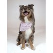 Dog Bandana Co. Birthday Girl & Gotcha Day Dog Bandana