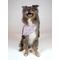 Show in main carousel: Dog Bandana Co. Birthday Girl & Gotcha Day Dog Bandana, Medium slide 3 of 5