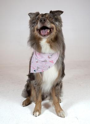 Show full view: Dog Bandana Co. Birthday Girl & Gotcha Day Dog Bandana, Medium slide 3 of 5