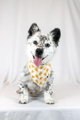 Show full view: Dog Bandana Co. Pizza & Food Dog Bandana, Large slide 6 of 8