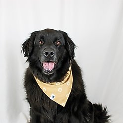 Dog Bandana Co. Daisy Dog Bandana, Large slide 2 of 4