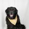 Show in main carousel: Dog Bandana Co. Daisy Dog Bandana, Large slide 3 of 6
