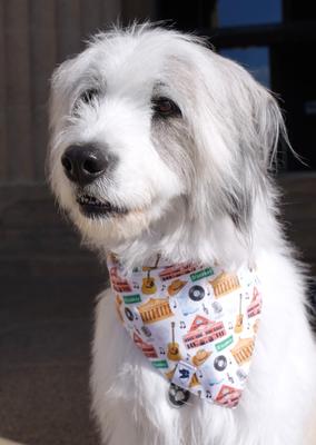 Show full view: Dog Bandana Co. Nashville Tennessee Dog Bandana, Large slide 4 of 7