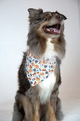 Dog Bandana Co. Patriotic Summer Dog Bandana, Large slide 2 of 3