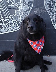 Dog Bandana Co. Nashville Tennessee Dog Bandana, Small slide 2 of 4