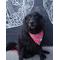 Show in main carousel: Dog Bandana Co. Nashville Tennessee Dog Bandana, Small slide 3 of 7