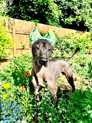 Show full view: RenewedPet Ear Cover Dog Shower & Bath Cap, Small slide 5 of 5