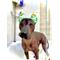 Show in main carousel: RenewedPet Ear Cover Dog Shower & Bath Cap, Small slide 2 of 5