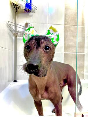 Show full view: RenewedPet Ear Cover Dog Shower & Bath Cap, Small slide 2 of 5